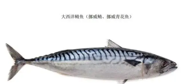 Mackerel Là Cá Gì? Phân Biệt Cá Thu, Cá Nục Và Các Loại Mackerel Khác