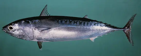 Mackerel Là Cá Gì? Phân Biệt Cá Thu, Cá Nục Và Các Loại Mackerel Khác