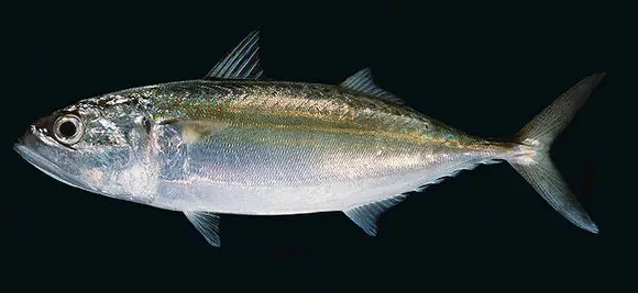 Mackerel Là Cá Gì? Phân Biệt Cá Thu, Cá Nục Và Các Loại Mackerel Khác