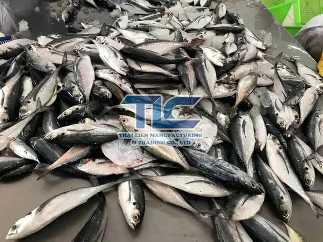 Mackerel Là Cá Gì? Phân Biệt Cá Thu, Cá Nục Và Các Loại Mackerel Khác