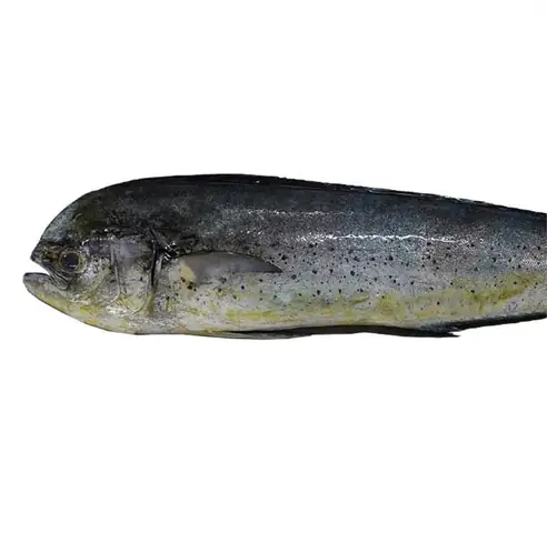 Cá Mahi Mahi Là Cá Gì? Đặc Điểm, Tên Gọi Khác Và Lợi Ích