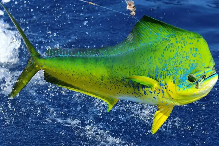 Cá Mahi Mahi Là Cá Gì? Đặc Điểm, Tên Gọi Khác Và Lợi Ích