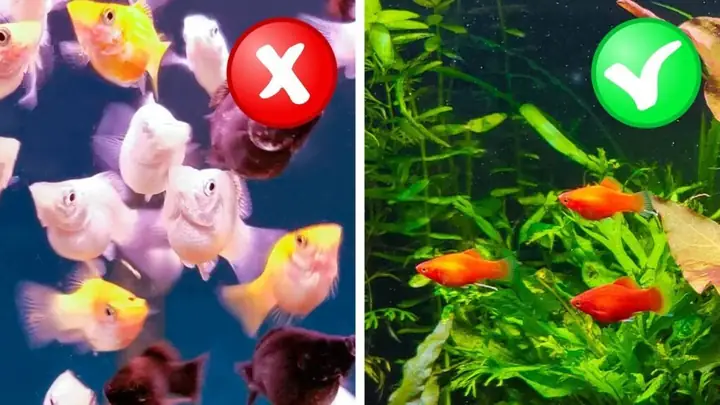 Mật Độ Cá Phù Hợp Cho Bể Thủy Sinh: Hướng Dẫn Chi Tiết & Lời Khuyên Từ Chuyên Gia