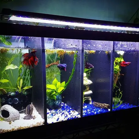 Mật Độ Cá Phù Hợp Cho Bể Thủy Sinh: Hướng Dẫn Chi Tiết & Lời Khuyên Từ Chuyên Gia