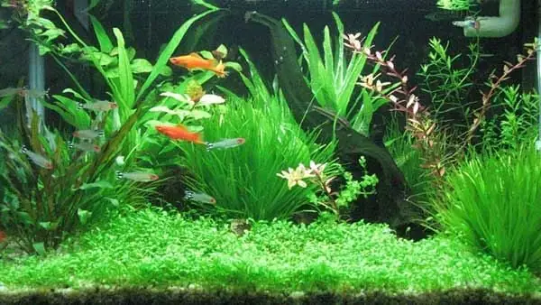 Mật Độ Cá Phù Hợp Cho Bể Thủy Sinh: Hướng Dẫn Chi Tiết & Lời Khuyên Từ Chuyên Gia