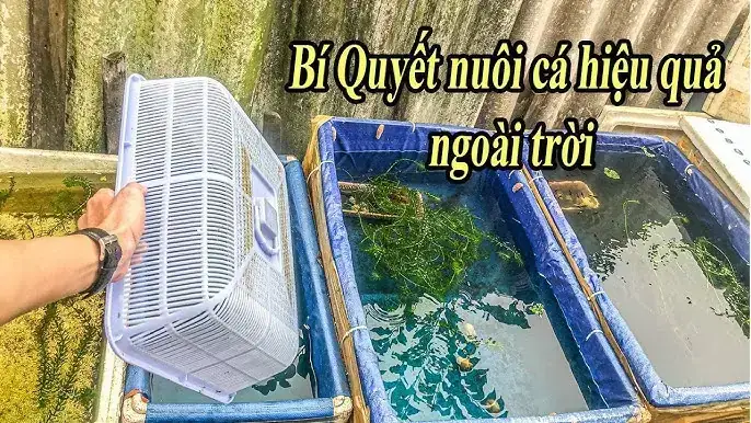 Mật Độ Nuôi Cá 7 Màu Hợp Lý: Hướng Dẫn Chi Tiết Từ Chuyên Gia