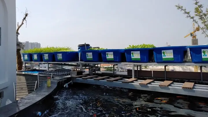 Mật Độ Nuôi Cá Cảnh: Hướng Dẫn Tính Toán & Yếu Tố Ảnh Hưởng Giúp Bể Cá Khỏe Mạnh