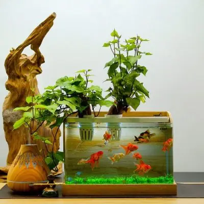 Mật Độ Nuôi Cá Cảnh: Hướng Dẫn Tính Toán & Yếu Tố Ảnh Hưởng Giúp Bể Cá Khỏe Mạnh
