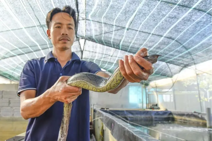 Mật Độ Nuôi Cá Chạch Lấu Tối Ưu Theo Từng Loại Hình & Kỹ Thuật Tăng Năng Suất Mật Độ Nuôi Cá Chạch Lấu Tối Ưu Theo Từng Loại Hình & Kỹ Thuật Tăng Năng Suất