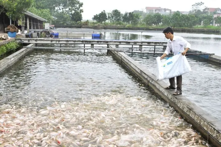 Hướng Dẫn Kỹ Thuật Nuôi Cá Nước Ngọt: Mật Độ Thả & Quy Trình Tối Ưu Năng Suất