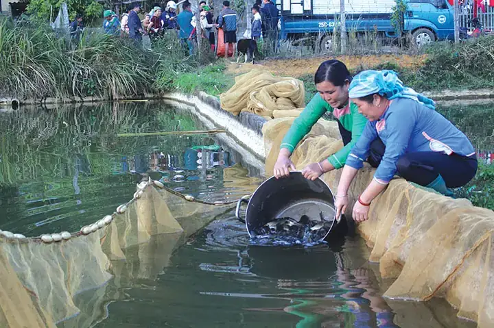Hướng Dẫn Kỹ Thuật Nuôi Cá Nước Ngọt: Mật Độ Thả & Quy Trình Tối Ưu Năng Suất