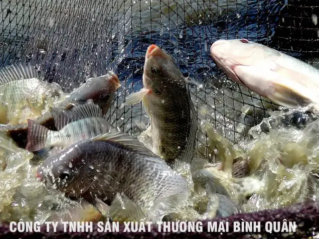 Mật Độ Nuôi Cá Rô Phi Đơn Tính Hiệu Quả Theo Từng Loại Ao & Kỹ Thuật Tối Ưu