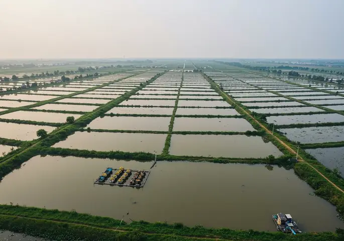 Mật Độ Nuôi Cá Rô Phi Đơn Tính Hiệu Quả Theo Từng Loại Ao & Kỹ Thuật Tối Ưu