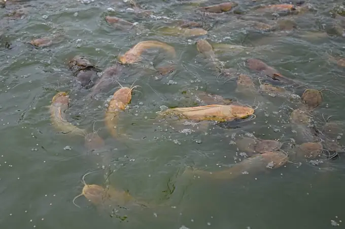 Mật Độ Nuôi Cá Trê Vàng, Phi Chuẩn Cho Bể Xi Măng & Ao Đất Hiệu Quả