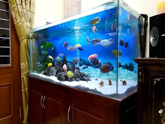 Mẫu Bể Cá Ali Đẹp: Hướng Dẫn Chọn Lựa, Thiết Kế Và Top Mẫu Phổ Biến