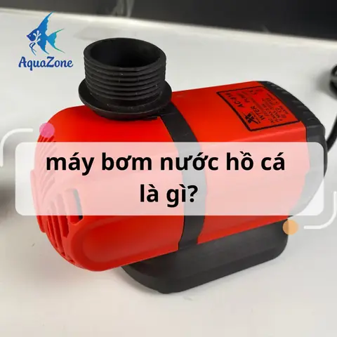 Máy Bơm Nổi Hồ Cá: Hướng Dẫn Chọn Mua, Sử Dụng & Lưu Ý Hiệu Quả
