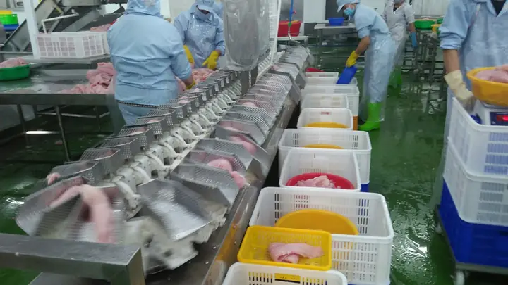 Máy Phân Cỡ Cá: Giải Pháp Tối Ưu Năng Suất Và Chất Lượng Sản Phẩm Thủy Sản