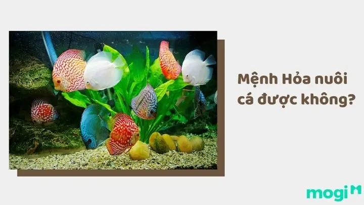 Người Mệnh Hỏa Nuôi Bao Nhiêu Cá Hợp Phong Thủy? Tư Vấn Chi Tiết