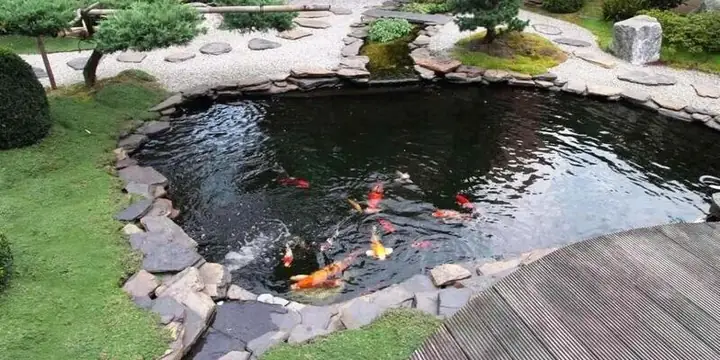 Mô Hình Ao Cá: Hướng Dẫn Thiết Kế, Nuôi Trồng Hiệu Quả & Mô Hình "sông Trong Ao" Mô Hình Ao Cá: Hướng Dẫn Thiết Kế, Nuôi Trồng Hiệu Quả & Mô Hình "sông Trong Ao"