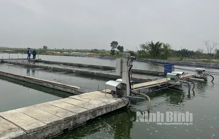 Mô Hình Ao Cá: Hướng Dẫn Thiết Kế, Nuôi Trồng Hiệu Quả & Mô Hình "sông Trong Ao" Mô Hình Ao Cá: Hướng Dẫn Thiết Kế, Nuôi Trồng Hiệu Quả & Mô Hình "sông Trong Ao"