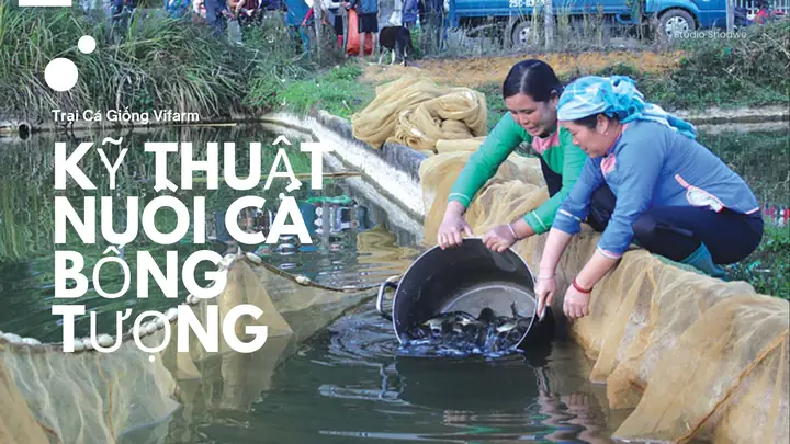 Mô Hình Nuôi Cá Bống Tượng Hiệu Quả: Hướng Dẫn Chi Tiết Từ A-z