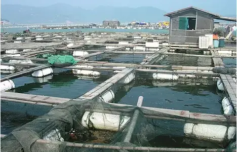 Mô Hình Nuôi Cá Chạch Trong Bể Xi Măng: Hướng Dẫn Chi Tiết Từ A-z