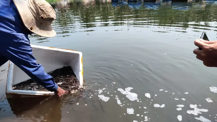 Mô Hình Nuôi Cá Chình Nước Ngọt: Kỹ Thuật & Hiệu Quả Kinh Tế Mô Hình Nuôi Cá Chình Nước Ngọt: Kỹ Thuật & Hiệu Quả Kinh Tế
