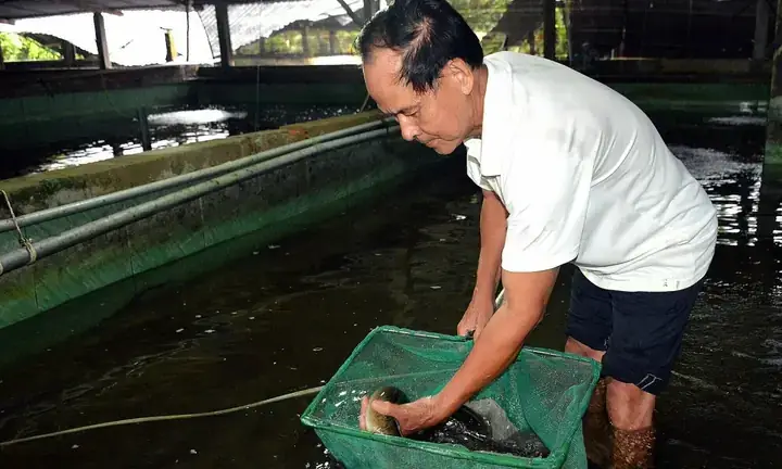 Mô Hình Nuôi Cá Chình Nước Ngọt: Kỹ Thuật & Hiệu Quả Kinh Tế Mô Hình Nuôi Cá Chình Nước Ngọt: Kỹ Thuật & Hiệu Quả Kinh Tế