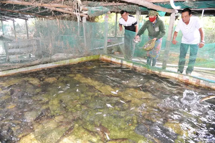 Mô Hình Nuôi Cá Chình Nước Ngọt: Kỹ Thuật & Hiệu Quả Kinh Tế Mô Hình Nuôi Cá Chình Nước Ngọt: Kỹ Thuật & Hiệu Quả Kinh Tế