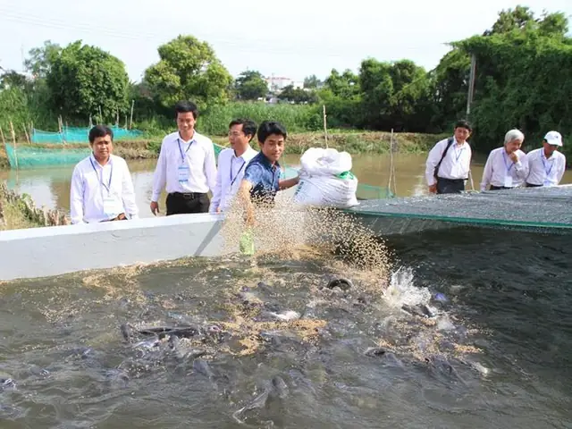 Hướng Dẫn Chi Tiết Mô Hình Nuôi Cá Rô Đồng Trong Bể Xi Măng Đạt Năng Suất Cao