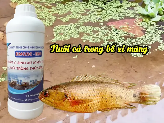 Hướng Dẫn Chi Tiết Mô Hình Nuôi Cá Rô Đồng Trong Bể Xi Măng Đạt Năng Suất Cao