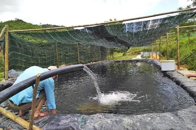 Hướng Dẫn Chi Tiết Mô Hình Nuôi Cá Rô Đồng Trong Bể Xi Măng Đạt Năng Suất Cao
