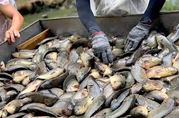 Hướng Dẫn Chi Tiết Mô Hình Nuôi Cá Rô Đồng Trong Bể Xi Măng Đạt Năng Suất Cao