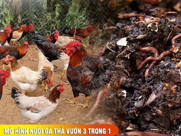 Mô Hình Nuôi Gà Kết Hợp Thả Cá: Lợi Ích, Cách Thực Hiện & Kinh Nghiệm Thành Công