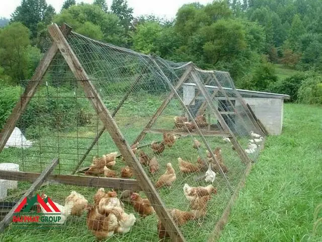 Mô Hình Nuôi Gà Kết Hợp Thả Cá: Lợi Ích, Cách Thực Hiện & Kinh Nghiệm Thành Công