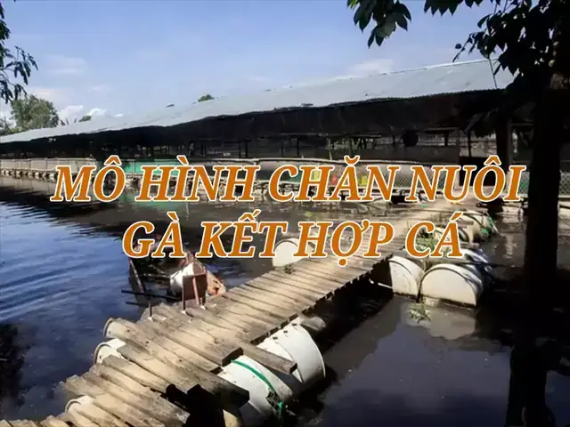 Mô Hình Nuôi Gà Kết Hợp Thả Cá: Lợi Ích, Cách Thực Hiện & Kinh Nghiệm Thành Công