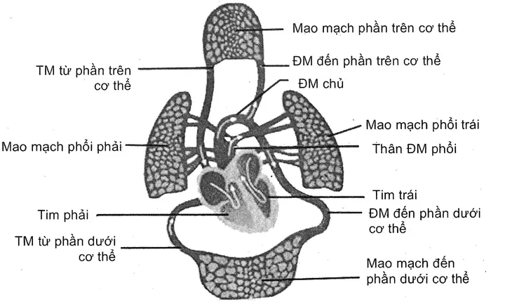 Mô Tả Hệ Tuần Hoàn Đơn Ở Cá: Cấu Tạo, Hoạt Động Và Đặc Điểm