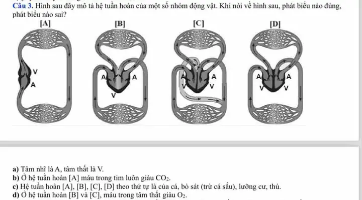 Mô Tả Hệ Tuần Hoàn Đơn Ở Cá: Cấu Tạo, Hoạt Động Và Đặc Điểm