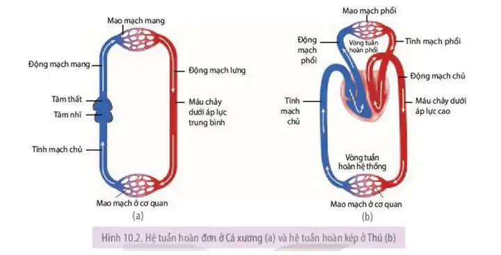 Mô Tả Hệ Tuần Hoàn Đơn Ở Cá: Cấu Tạo, Hoạt Động Và Đặc Điểm