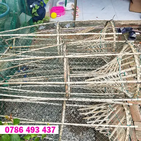 Hướng Dẫn Làm Mồi Bẫy Cá Lóc Hiệu Quả Và Các Loại Mồi Phổ Biến