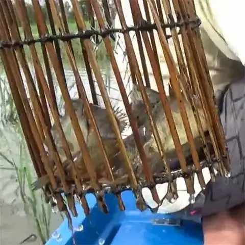 Hướng Dẫn Làm Mồi Bẫy Cá Lóc Hiệu Quả Và Các Loại Mồi Phổ Biến