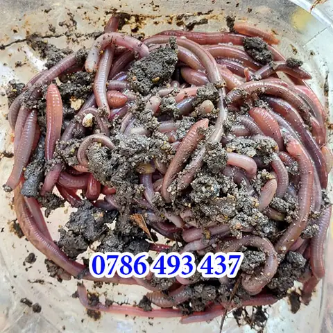 Mồi Câu Cá Trê Siêu Nhạy: Công Thức Đơn Giản, Hiệu Quả Cao Mồi Câu Cá Trê Siêu Nhạy: Công Thức Đơn Giản, Hiệu Quả Cao