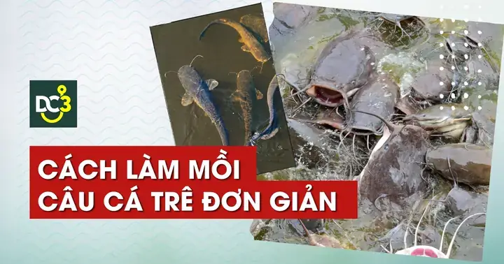 Mồi Câu Cá Trê Siêu Nhạy: Công Thức Đơn Giản, Hiệu Quả Cao Mồi Câu Cá Trê Siêu Nhạy: Công Thức Đơn Giản, Hiệu Quả Cao