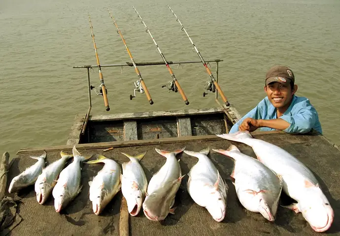 Bí Quyết Làm Mồi Câu Cá Bông Lau Hiệu Quả, Nhạy Cá Bất Ngờ