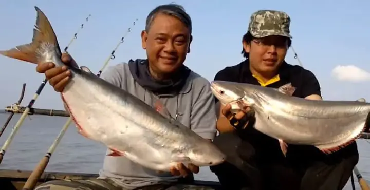 Bí Quyết Làm Mồi Câu Cá Bông Lau Hiệu Quả, Nhạy Cá Bất Ngờ