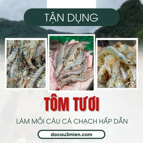 Mồi Câu Cá Chạch Lấu Hiệu Quả: Bí Quyết Thu Hút Loài Cá Khó Tính