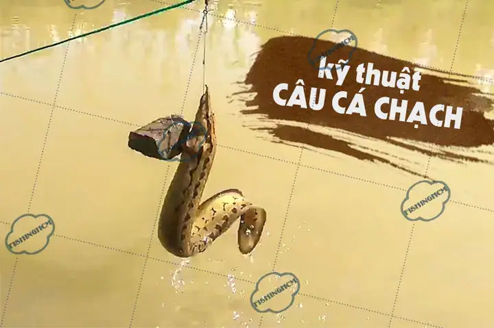 Mồi Câu Cá Chạch Lấu Hiệu Quả: Bí Quyết Thu Hút Loài Cá Khó Tính