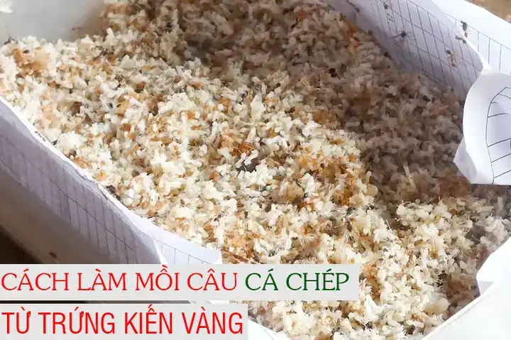 Mồi Câu Cá Chép Vàng: Công Thức Hiệu Quả & Cách Làm Chi Tiết