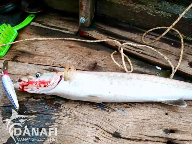 Mồi Câu Cá Đà Nẵng: Top Địa Chỉ Uy Tín & Kinh Nghiệm Chọn Lựa