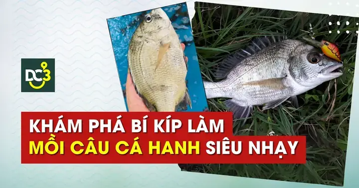 Mồi Câu Cá Hanh (tráp): Hướng Dẫn Làm Mồi & Cách Câu Hiệu Quả Nhất